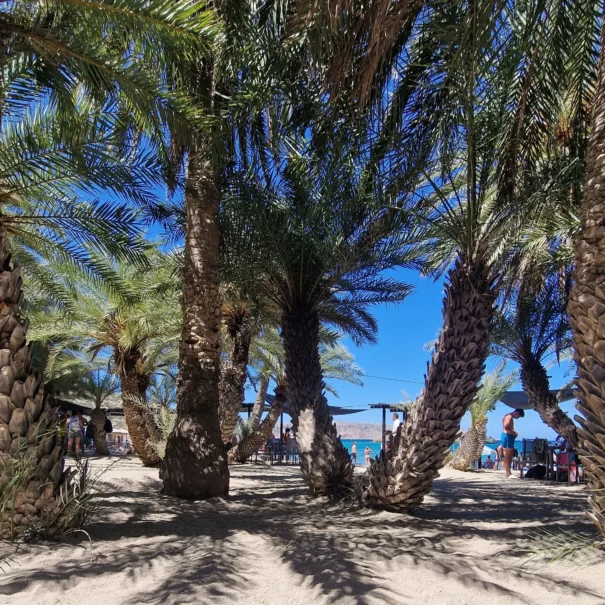 Gaj palmowy plaża Vai wycieczka na plażę Vai Wyspa Spinalonga - wycieczka ierapetra, wycieczka makrigialos, wycieczka makry gialos