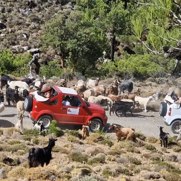 Jeep Safari - kozy