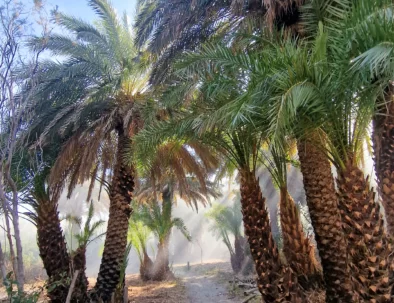 Gaj palmowy przy plaży Preveli