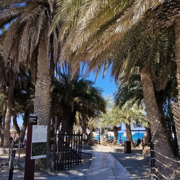 Palmy na plaży Vai - Magiczny Wschód Krety